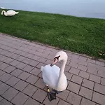 Balaton-parti Kertes Nyaralo Prázdninový dům