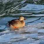 Prázdninový dům Balaton-parti Kertes Nyaralo Keszthely
