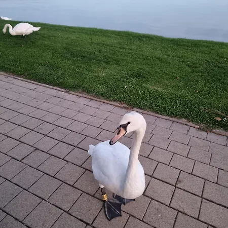 Balaton-parti Kertes Nyaralo Nyaraló